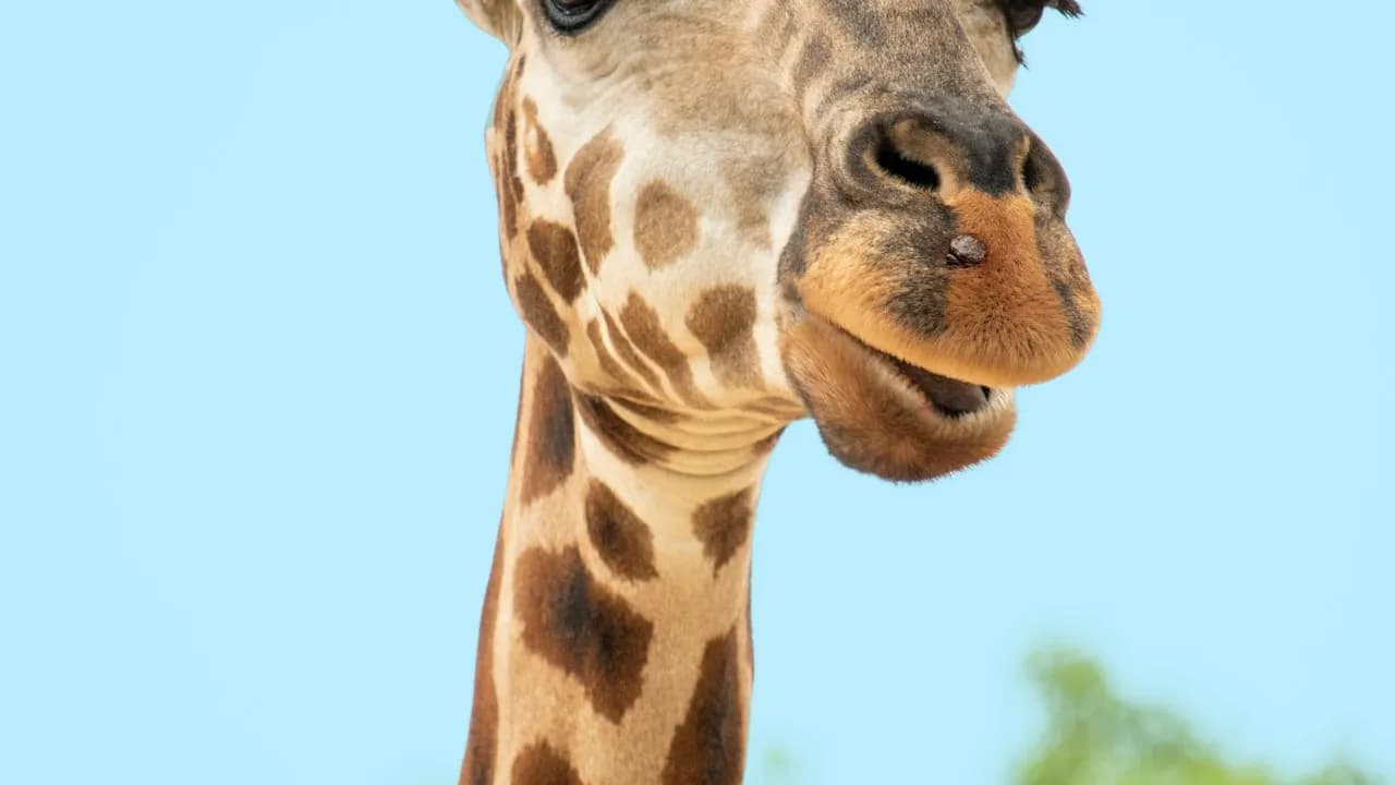 Safari Park Dvůr Králové