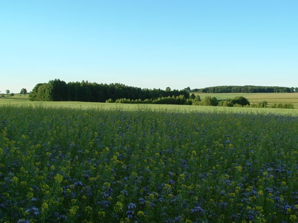 Zielona Góra