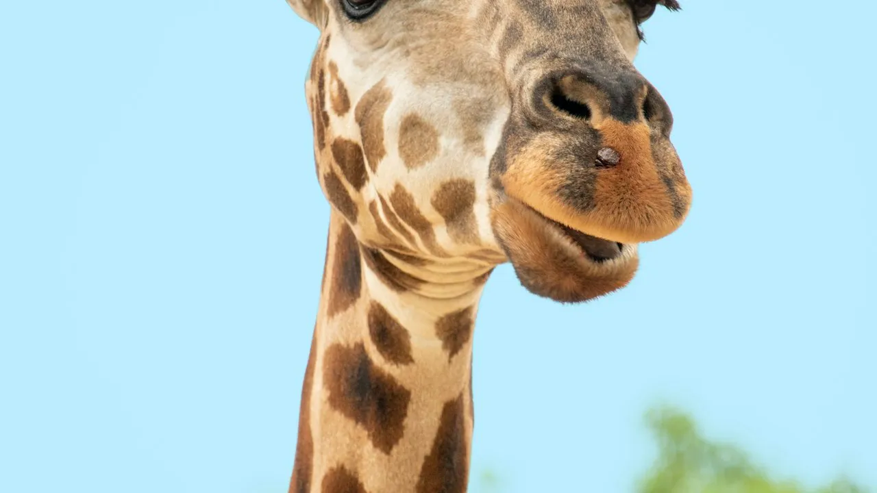 Safari Park Dvur Kralove